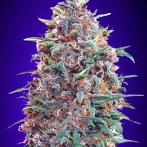 Auto Purple Diesel cannabis seeds – Feminized – Auto-Flowering – Fruity – image 1 from Seed City