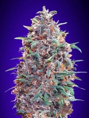Auto Purple Diesel