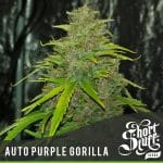 Auto Purple Gorilla from Short Stuff Seeds