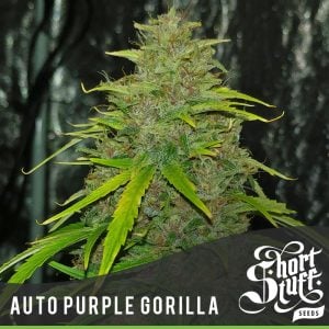 Auto Purple Gorilla from Short Stuff Seeds
