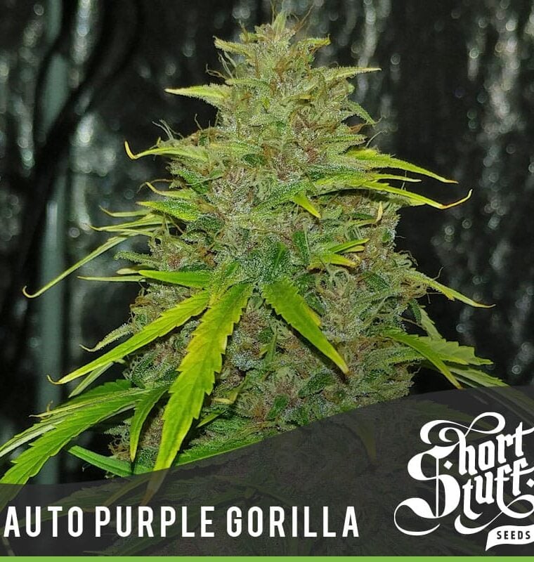 Auto Purple Gorilla from Short Stuff Seeds