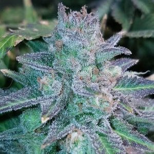 Auto Purple Skunk Mass
