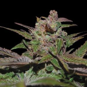 Auto Purple Wreck