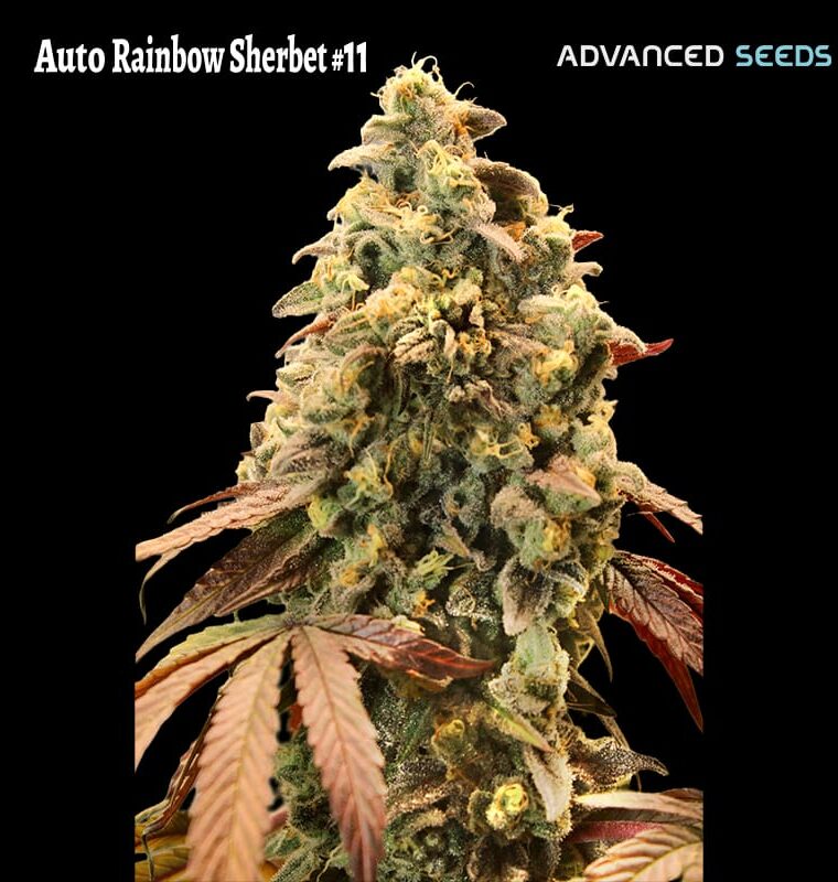 Auto Rainbow Sherbet #11 cannabis seeds – Guaranteed female plants – Auto-Flowering – Indoor – image 1 from Seed City