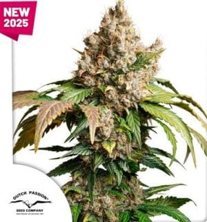 Auto Red Tropicana Cookies