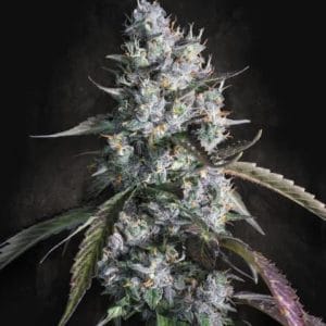 Auto Red Velvet cannabis seeds – Outdoor – Feminized – Cherry – image 1 from Seed City