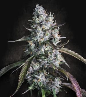 Auto Red Velvet