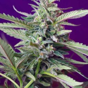 Image 1 of Auto S.A.D. (Sweet Afghani Delicious) cannabis by Sweet Seeds – Auto-Flowering – Indoor – Musky – Seed City