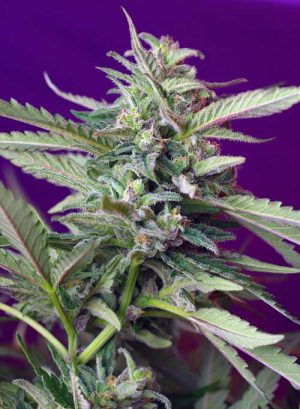 Auto S.A.D. (Sweet Afghani Delicious)