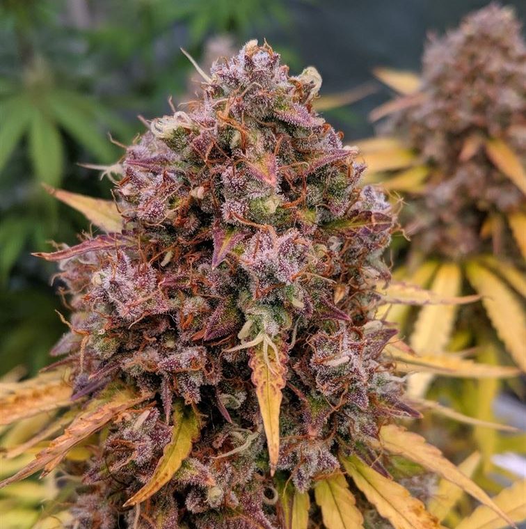 Auto San Francisco Sour Dough cannabis – image 1 – Seed City