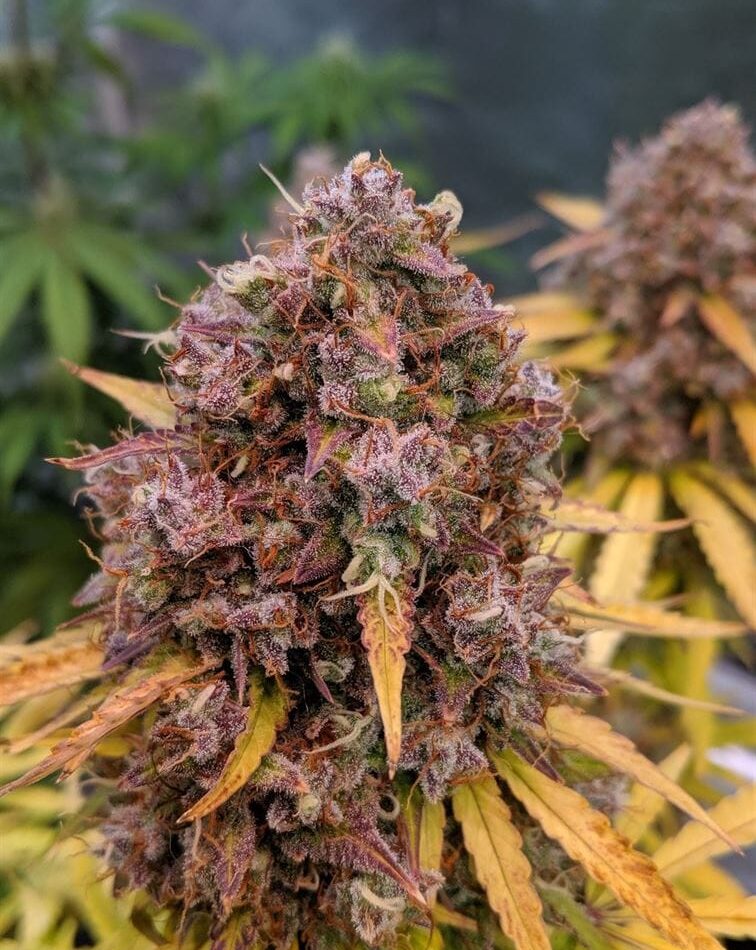 Auto San Francisco Sour Dough cannabis – image 1 – Seed City