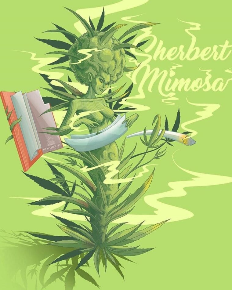 Image 1 of Auto Sherbert Mimosa cannabis by Top Shelf Elite Seeds – Auto-Flowering – Indoor – Super Strength – Seed City