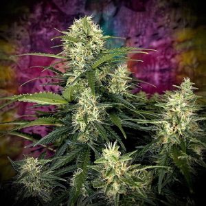 Auto Truffle Berry