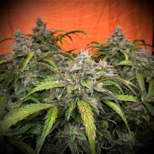Auto Silver Napalm