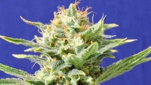 Auto Skunk
