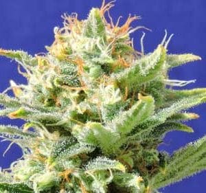 Auto Skunk cannabis seeds – Skunky – Feminized – Resistant to Mould – image 1 from Seed City
