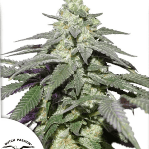Auto Skywalker Haze cannabis seeds – Mostly Sativa – Auto-Flowering – Citrus – image 1 from Seed City