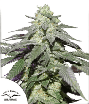 Auto Skywalker Haze