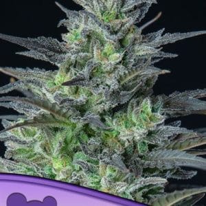 Auto Sleepy Joe cannabis seeds – Citrus – Uplifting – Resistant to Disease – image 1 from Seed City