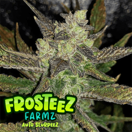 Auto Slurpeez by Frosteez Farmz – Large yield – Berry – Outdoor cultivation – image 1 – Seed City