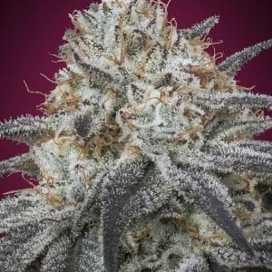 Image 1 of Auto Slurricane cannabis by Advanced Seeds – Auto-Flowering – Berry – Female seeds – Seed City