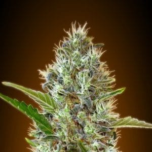 Image 1 of Auto Somango cannabis by Advanced Seeds – Indoor-friendly – Fruity – Indica Dominant – Seed City