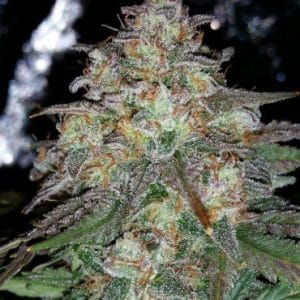 Auto Sour Bubblin' Crack cannabis – image 1 – Seed City