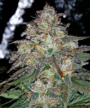 Auto Sour Bubblin’ Crack