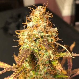 Auto Sour Melon Mass