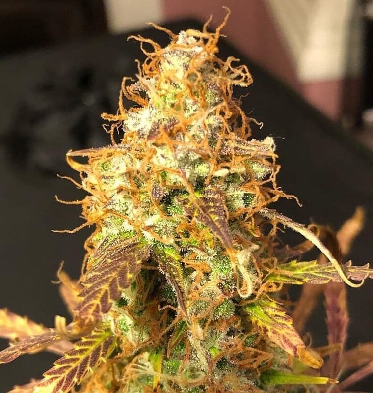 Auto Sour Melon Mass cannabis seeds – Indoor – Auto-Flowering – Sweet – image 1 from Seed City