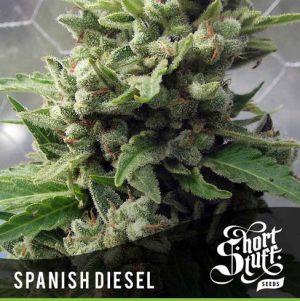 Auto Spanish Diesel