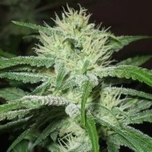 Auto Speed Bud