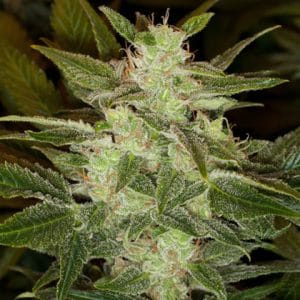 Image 1 of Auto Speed Haze cannabis by Blackskull Seeds – Auto-Flowering – Feminized – Mostly Sativa – Seed City