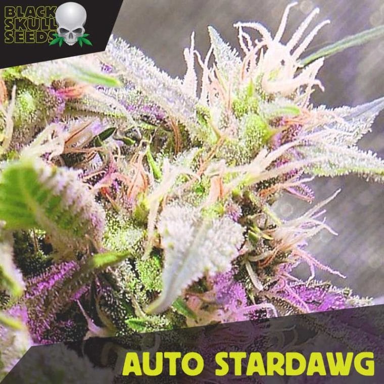 Auto Stardawg cannabis seeds – Female seeds – Body Stone – Auto-Flowering – image 1 from Seed City