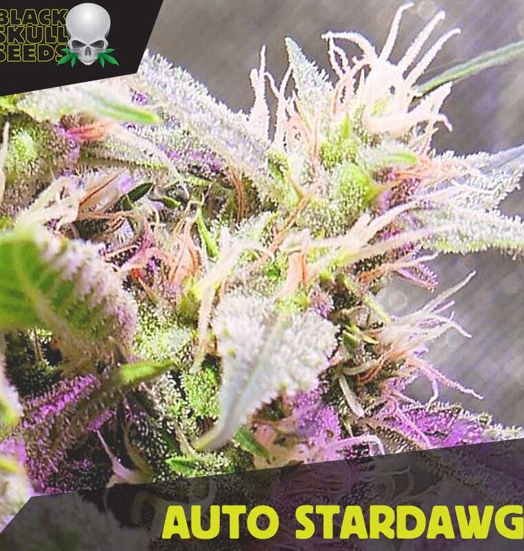 Auto Stardawg cannabis seeds – Female seeds – Body Stone – Auto-Flowering – image 1 from Seed City