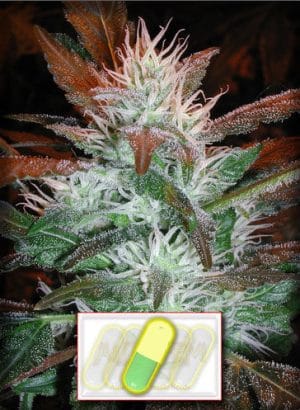Auto Stoned
