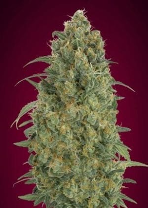 Auto Strawberry Gum