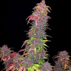 Auto Strawberry Milkshake cannabis seeds – Indoor-friendly – Citrus – Super Strength – image 1 from Seed City
