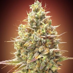 Auto Strawberry Banana cannabis seeds – Fruity – Super Strength – Female seeds – image 1 from Seed City