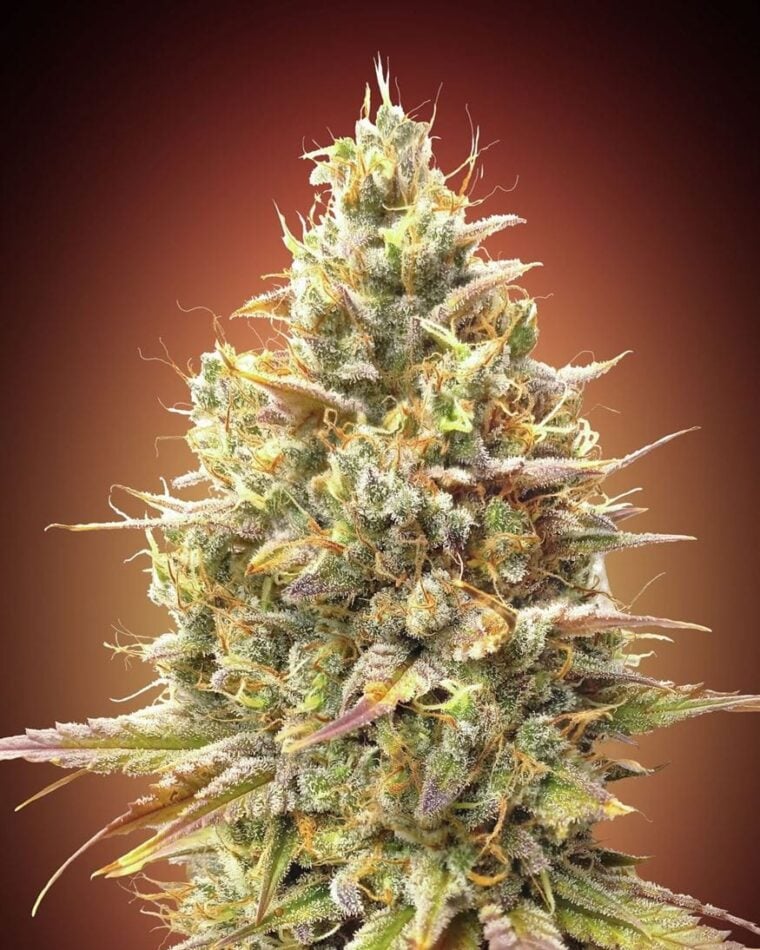 Auto Strawberry Banana cannabis seeds – Fruity – Super Strength – Female seeds – image 1 from Seed City