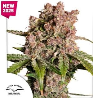 Auto Strawberry Soda