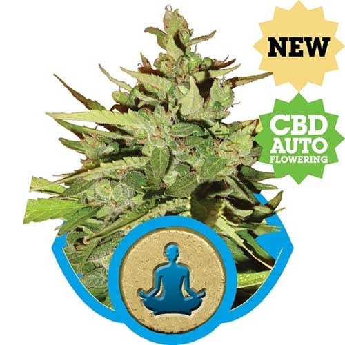 Auto Stress Killer by Royal Queen Seeds – Anxiety – Outdoor – Auto-Flowering – image 1 – Seed City