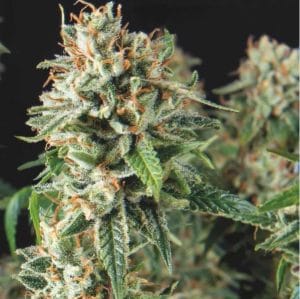 Auto Super OG Kush FAST