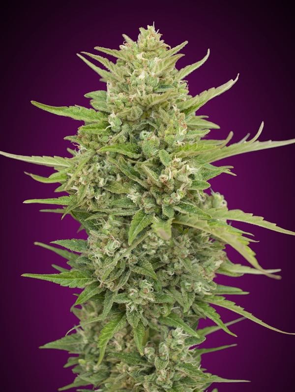 Auto Super Skunk from OO Seeds