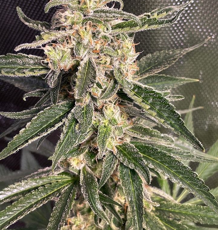 Auto Sweet Donkey from Ministry of Cannabis
