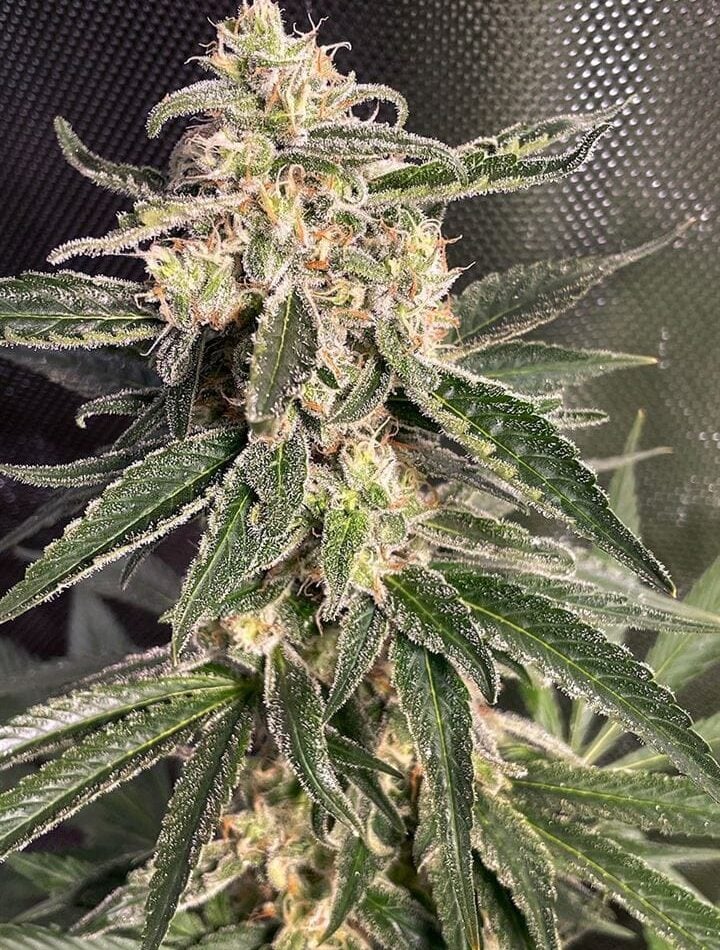 Auto Sweet Donkey from Ministry of Cannabis