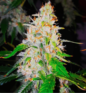Auto Sweet Tooth