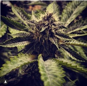 Cali Cherry Pie