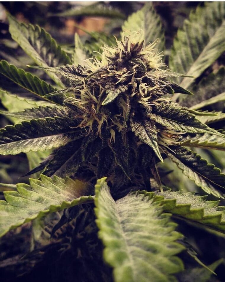 Image 1 of Cali Cherry Pie cannabis by BSB Genetics – Indoor – Earthy – 12/12 Photoperiod – Seed City