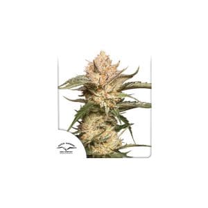 Auto Trichome and Cream